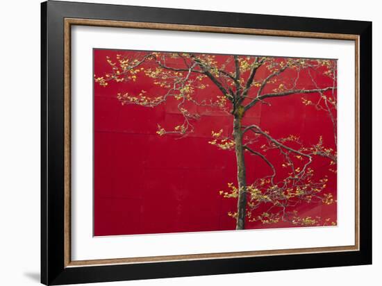 Cherry Blossoms Bloom In Spring In Seattle, Washington-Jay Goodrich-Framed Photographic Print