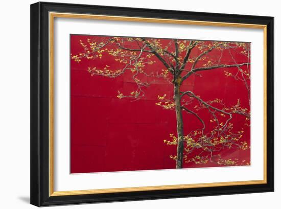 Cherry Blossoms Bloom In Spring In Seattle, Washington-Jay Goodrich-Framed Photographic Print