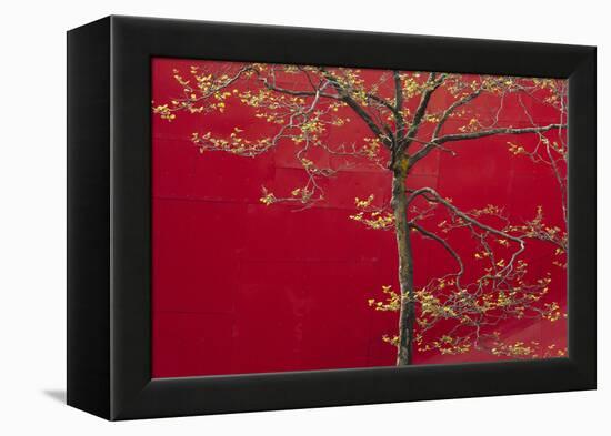 Cherry Blossoms Bloom In Spring In Seattle, Washington-Jay Goodrich-Framed Premier Image Canvas