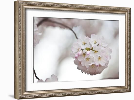 Cherry Blossoms Bloom On A Tree In Washington, DC In Spring At The Peak Of Cherry Blosssom Season-Karine Aigner-Framed Photographic Print