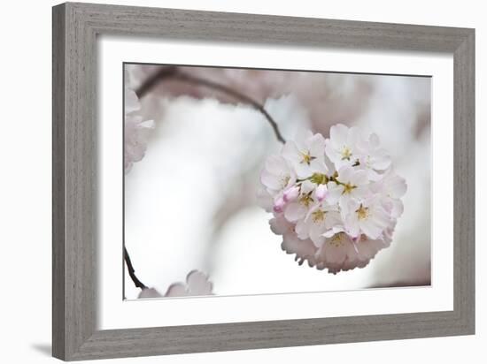 Cherry Blossoms Bloom On A Tree In Washington, DC In Spring At The Peak Of Cherry Blosssom Season-Karine Aigner-Framed Photographic Print