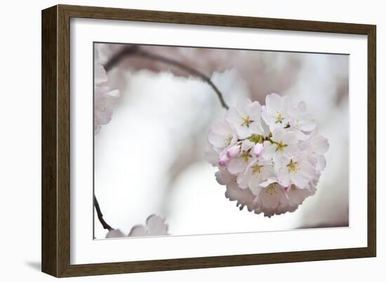 Cherry Blossoms Bloom On A Tree In Washington, DC In Spring At The Peak Of Cherry Blosssom Season-Karine Aigner-Framed Photographic Print