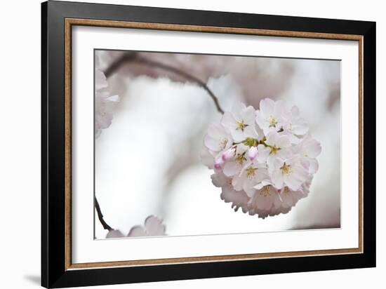 Cherry Blossoms Bloom On A Tree In Washington, DC In Spring At The Peak Of Cherry Blosssom Season-Karine Aigner-Framed Photographic Print