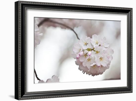 Cherry Blossoms Bloom On A Tree In Washington, DC In Spring At The Peak Of Cherry Blosssom Season-Karine Aigner-Framed Photographic Print