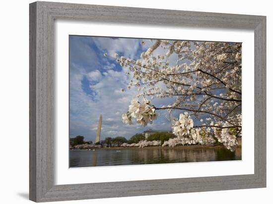 Cherry Blossoms Decorate Trees Around Tidal Basin In Washington DC; Washington Monument Stands Bkgd-Karine Aigner-Framed Photographic Print