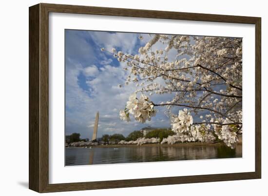 Cherry Blossoms Decorate Trees Around Tidal Basin In Washington DC; Washington Monument Stands Bkgd-Karine Aigner-Framed Photographic Print