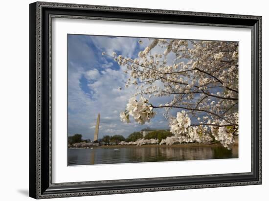 Cherry Blossoms Decorate Trees Around Tidal Basin In Washington DC; Washington Monument Stands Bkgd-Karine Aigner-Framed Photographic Print