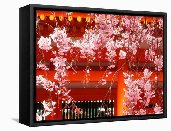 Cherry Blossoms, Heian-Jingu Shrine, Kyoto, Japan-null-Framed Premier Image Canvas