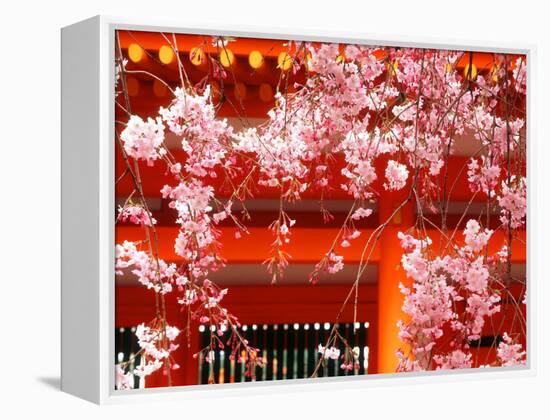 Cherry Blossoms, Heian-Jingu Shrine, Kyoto, Japan-null-Framed Premier Image Canvas