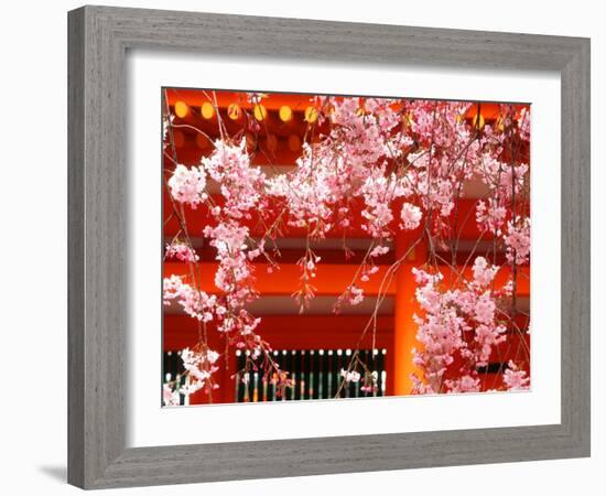 Cherry Blossoms, Heian-Jingu Shrine, Kyoto, Japan-null-Framed Photographic Print