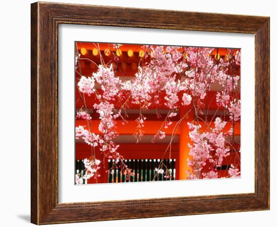 Cherry Blossoms, Heian-Jingu Shrine, Kyoto, Japan-null-Framed Photographic Print