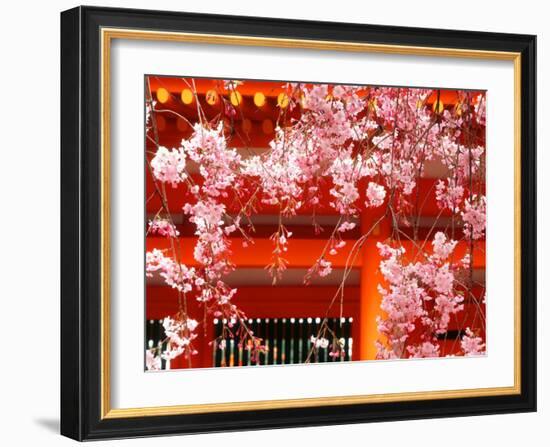 Cherry Blossoms, Heian-Jingu Shrine, Kyoto, Japan-null-Framed Photographic Print
