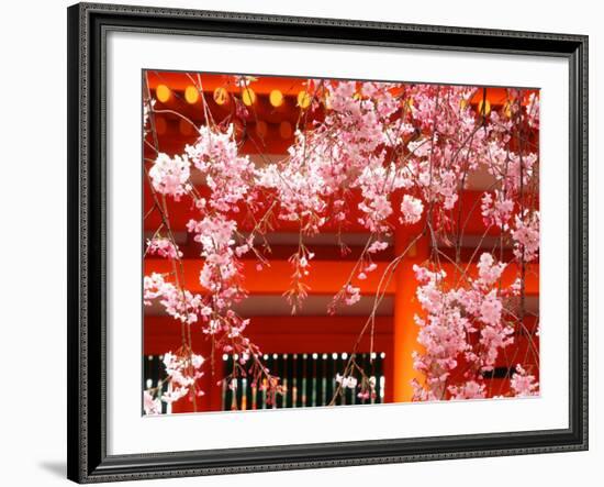 Cherry Blossoms, Heian-Jingu Shrine, Kyoto, Japan-null-Framed Photographic Print