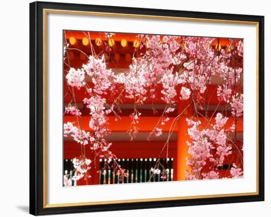 Cherry Blossoms, Heian-Jingu Shrine, Kyoto, Japan-null-Framed Photographic Print