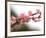 Cherry Blossoms I-Joy Doherty-Framed Giclee Print