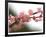 Cherry Blossoms I-Joy Doherty-Framed Giclee Print