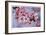 Cherry Blossoms I-Donald Paulson-Framed Giclee Print