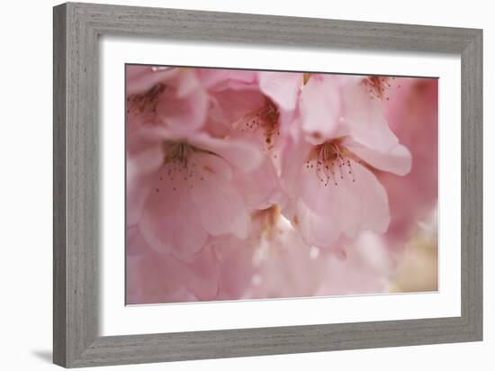 Cherry Blossoms I-Rita Crane-Framed Art Print