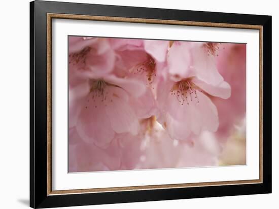 Cherry Blossoms I-Rita Crane-Framed Art Print