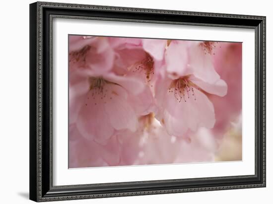 Cherry Blossoms I-Rita Crane-Framed Art Print