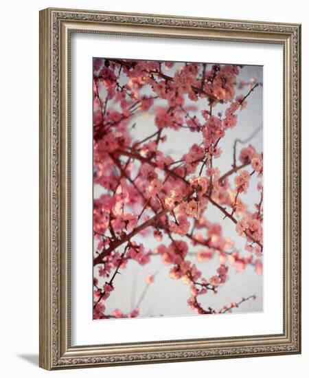 Cherry Blossoms I-Susan Bryant-Framed Photographic Print