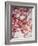 Cherry Blossoms I-Susan Bryant-Framed Photographic Print