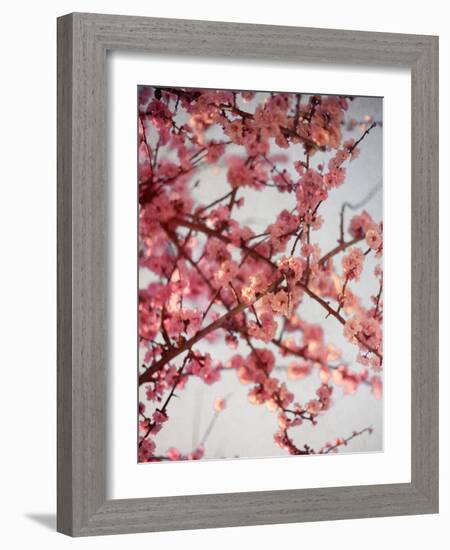 Cherry Blossoms I-Susan Bryant-Framed Photographic Print