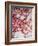 Cherry Blossoms I-Susan Bryant-Framed Photographic Print