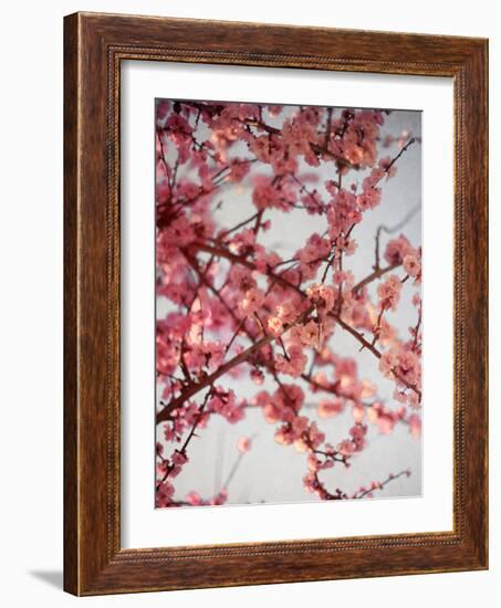 Cherry Blossoms I-Susan Bryant-Framed Photographic Print