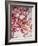 Cherry Blossoms I-Susan Bryant-Framed Photographic Print