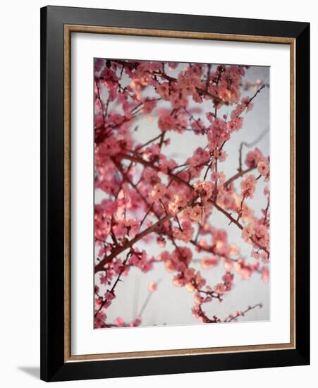 Cherry Blossoms I-Susan Bryant-Framed Photographic Print