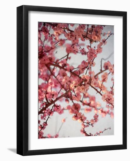 Cherry Blossoms I-Susan Bryant-Framed Photographic Print