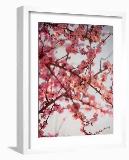 Cherry Blossoms I-Susan Bryant-Framed Photographic Print