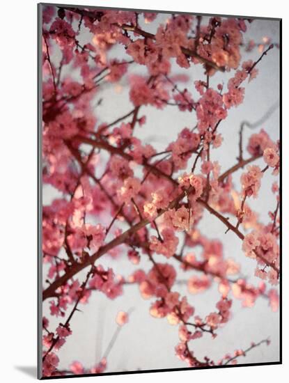 Cherry Blossoms I-Susan Bryant-Mounted Photographic Print