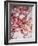 Cherry Blossoms I-Susan Bryant-Framed Photographic Print