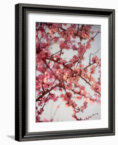 Cherry Blossoms I-Susan Bryant-Framed Photographic Print