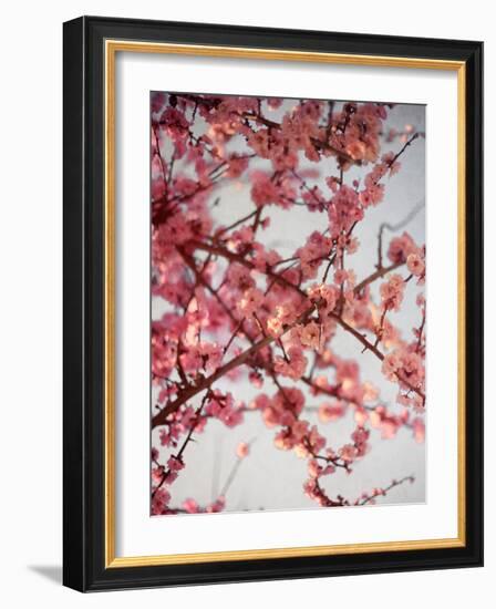 Cherry Blossoms I-Susan Bryant-Framed Photographic Print