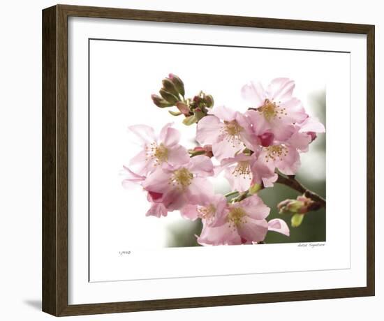 Cherry Blossoms II-Joy Doherty-Framed Giclee Print