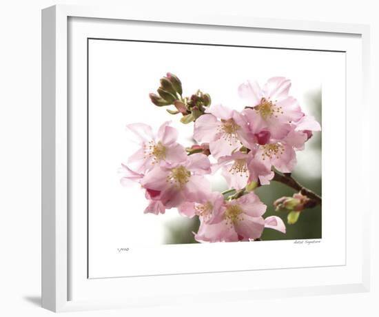 Cherry Blossoms II-Joy Doherty-Framed Giclee Print
