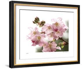 Cherry Blossoms II-Joy Doherty-Framed Giclee Print
