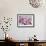 Cherry Blossoms II-Donald Paulson-Framed Giclee Print displayed on a wall