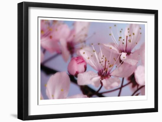 Cherry Blossoms II-Donald Paulson-Framed Giclee Print