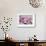 Cherry Blossoms II-Donald Paulson-Framed Giclee Print displayed on a wall