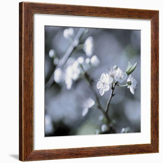 Cherry Blossoms II-Heather Johnston-Framed Giclee Print