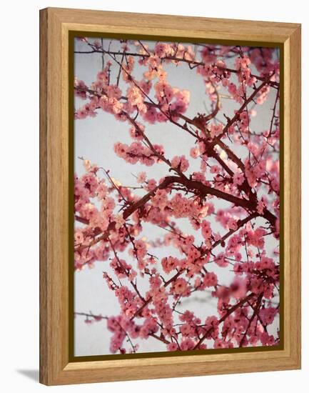 Cherry Blossoms II-Susan Bryant-Framed Premier Image Canvas