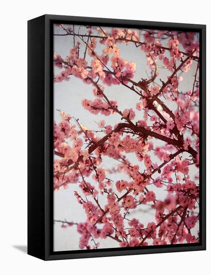 Cherry Blossoms II-Susan Bryant-Framed Premier Image Canvas