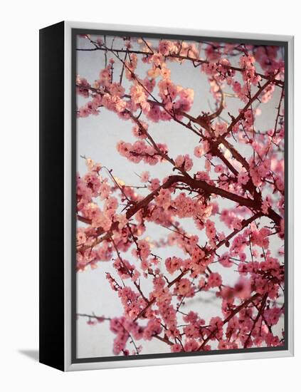 Cherry Blossoms II-Susan Bryant-Framed Premier Image Canvas