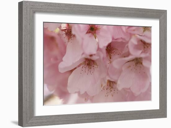 Cherry Blossoms II-Rita Crane-Framed Premium Giclee Print