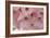 Cherry Blossoms II-Rita Crane-Framed Premium Giclee Print