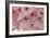 Cherry Blossoms II-Rita Crane-Framed Premium Giclee Print